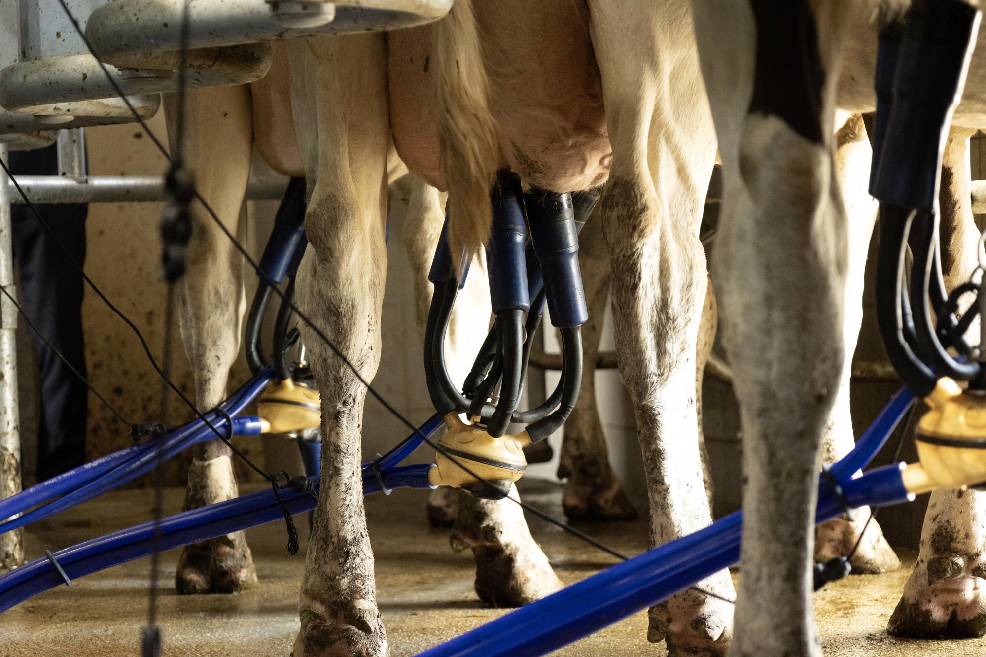 milking clusters